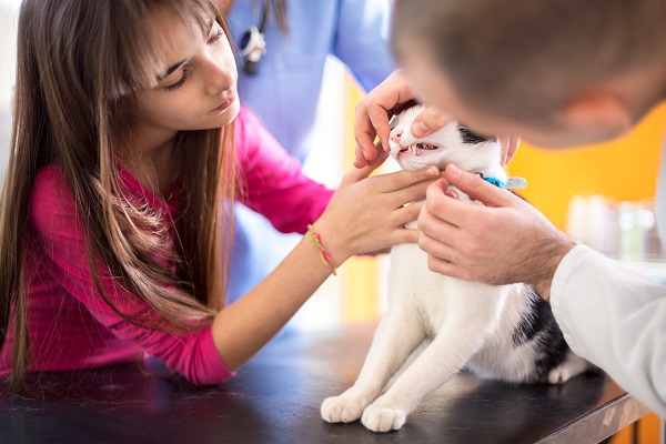 maladies du foie chez le chat